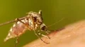 Mosquito blood sucking on human skin HD Footage