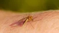 Mosquito blood sucking on human skin HD Footage