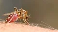 Mosquito blood sucking on human skin HD Footage