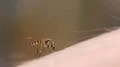 Mosquito blood sucking on human skin HD Footage