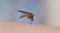 Mosquito blood sucking on human skin HD Footage