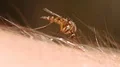 Mosquito blood sucking on human skin HD Footage