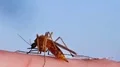 Mosquito blood sucking on human skin HD Footage
