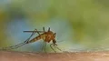 Mosquito blood sucking on human skin HD Footage
