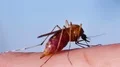 Mosquito blood sucking on human skin HD Footage