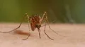 Mosquito blood sucking on human skin HD Footage