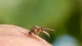 Mosquito blood sucking on human skin HD Footage