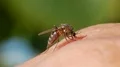 Mosquito blood sucking on human skin HD Footage