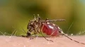 Mosquito blood sucking on human skin HD Footage
