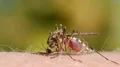 Mosquito blood sucking on human skin HD Footage