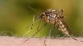 Mosquito blood sucking on human skin HD Footage