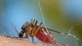 Mosquito blood sucking on human skin HD Footage
