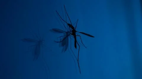 Mosquito on a blue background Stock Photos