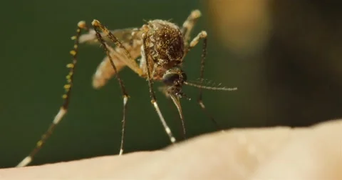 Mosquito borne diseases include malaria, dengue, zica Stock Footage 69182085