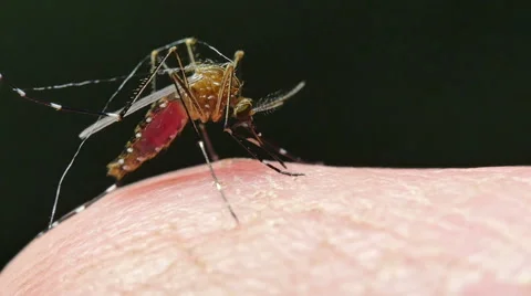 Mosquito borne diseases include malaria, dengue, zica Stock Footage 69182716