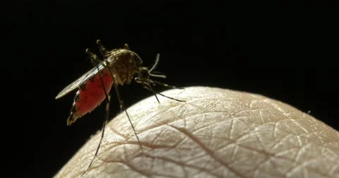 Mosquito borne diseases include malaria, dengue, zica Stock Footage 69258187
