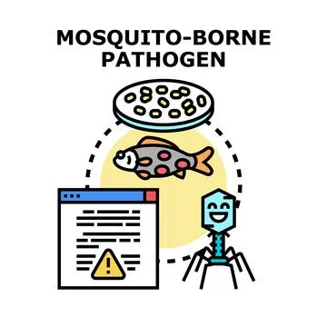Mosquito borne pathogen transmitting disease concept vector Stock Illustration