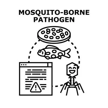 Mosquito borne pathogen transmitting disease concept vector Stock Illustration