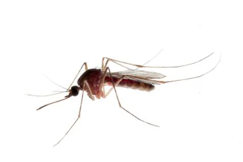  	mosquito bug isolated on white Stock Photos