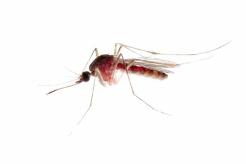  	mosquito bug isolated on white Foto stock