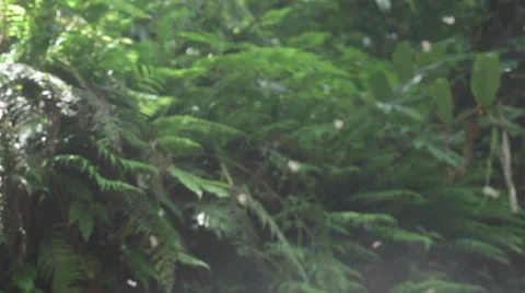 Mosquito bugs in the jungle, medium shot, lens flare, shallow DOF Stock Footage 50197441