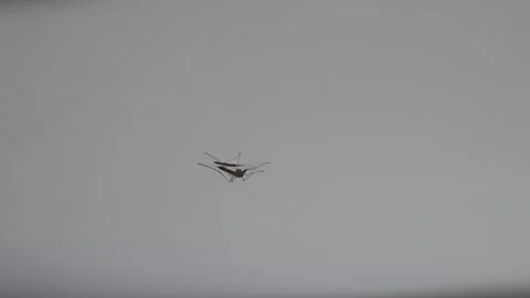 Mosquito on the ceiling in the room Stock Footage 260243348