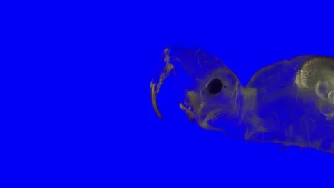 Mosquito Chaoborus. Leaf Appendages Narrow. Green Screen Effect 스톡 동영상 99012565