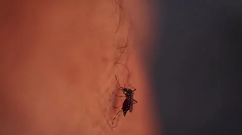 Mosquito close up Stock Footage 31349756