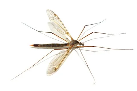 Mosquito close up. Foto stock
