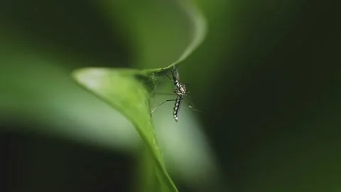 Mosquito Closeup Stock Footage 158239800