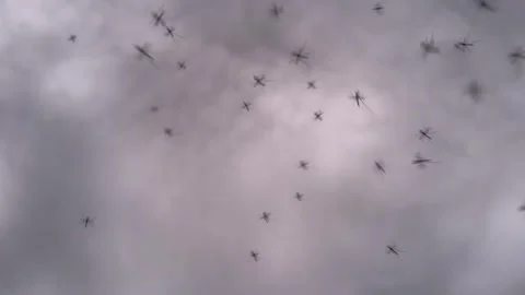 Mosquito Cloud in the Forest Stock Footage 280684224