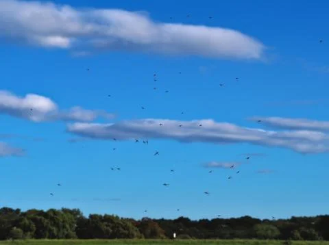 Mosquito cloud formation at sunset Stock Photos