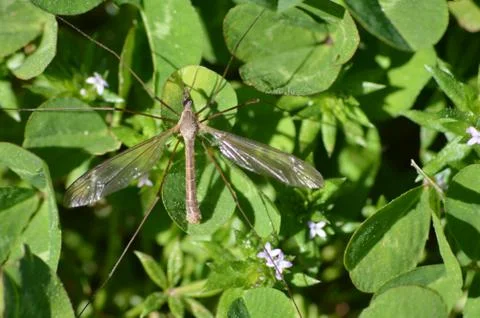 Mosquito in the Clover Stock Photos