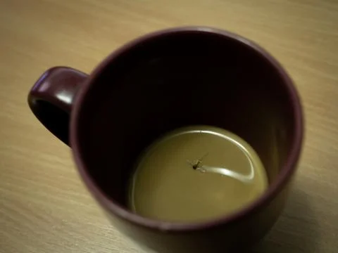 Mosquito in coffee Stock Photos