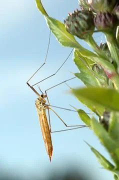 Mosquito crane-fly Stock Photos