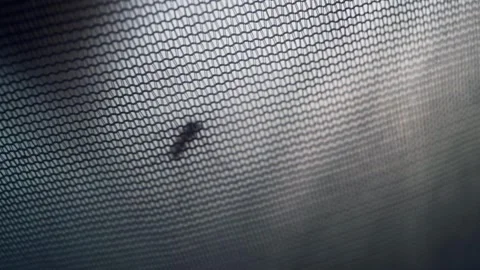 A mosquito crawls through a mosquito net Stock-Footage 310600217