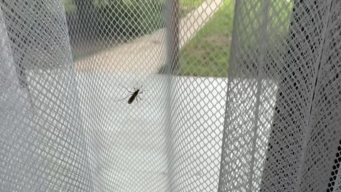 Mosquito on a Curtain Stock Footage 278600785