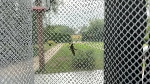 Mosquito on a Curtain Stock Footage 278600822
