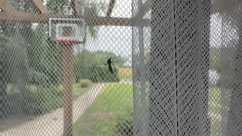 Mosquito on a Curtain Stock Footage 278600842
