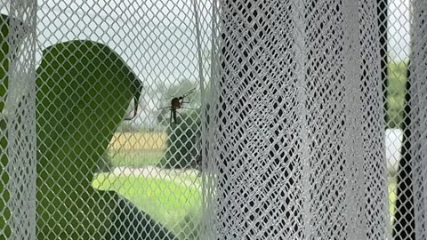 Mosquito on a Curtain Stock Footage 278600858