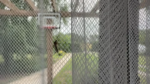 Mosquito on a Curtain Stock Footage 278600864