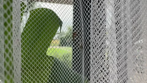 Mosquito on a Curtain Stock Footage 278600877