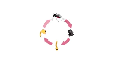 Mosquito cycle Stock Footage 65400351