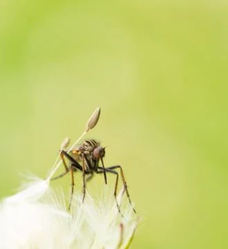 Mosquito on a dandelion Stock Photos