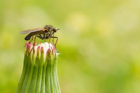 Mosquito on a dandelion Stock Photos