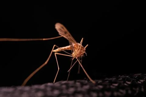 Mosquito on a dark background in macro Stock Photos