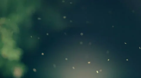 Mosquito at Dark Stock Footage 26237067