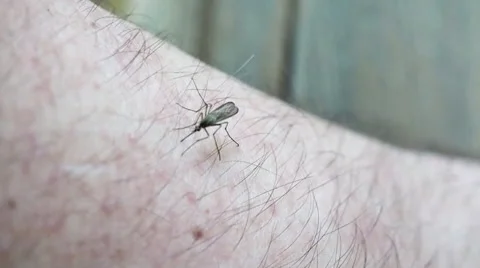 Mosquito dead  Stock Footage 53560728