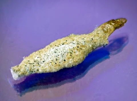 Mosquito developmental phase larva Foto stock