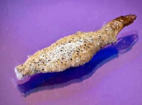 Mosquito developmental phase larva Foto stock